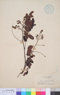 Specimen thumbnail